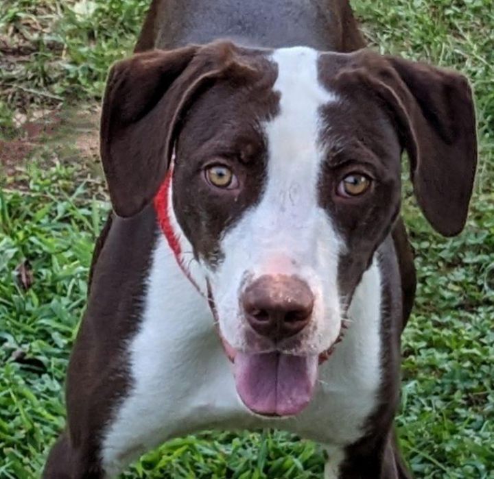 Dog for adoption Amichi a German Shorthaired Pointer Labrador