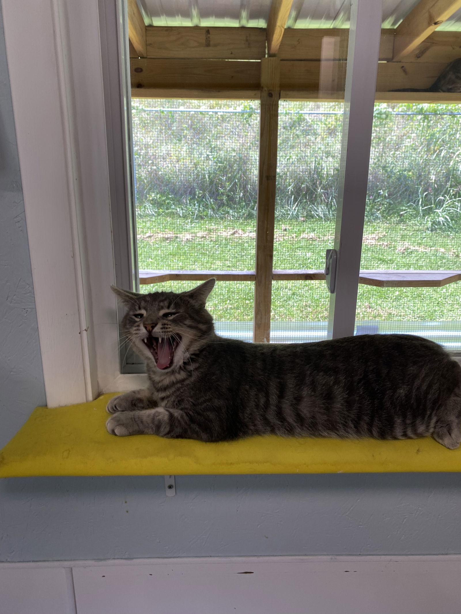 Jerry Springer, an adoptable Domestic Short Hair in Bluefield, WV, 24701 | Photo Image 2