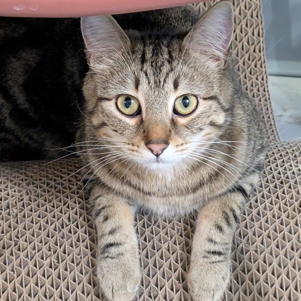Beaver, an adoptable Domestic Short Hair in McKean, PA, 16426 | Photo Image 1