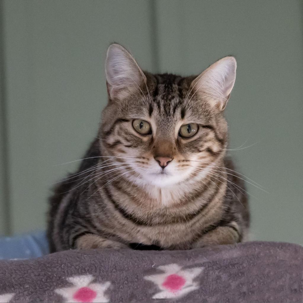 Beaver, an adoptable Domestic Short Hair in McKean, PA, 16426 | Photo Image 2