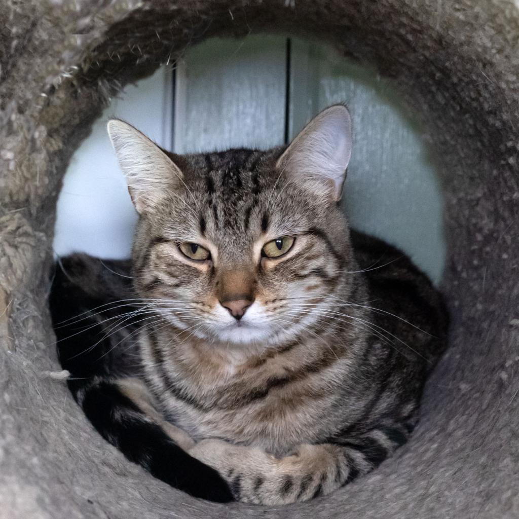 Beaver, an adoptable Domestic Short Hair in McKean, PA, 16426 | Photo Image 3
