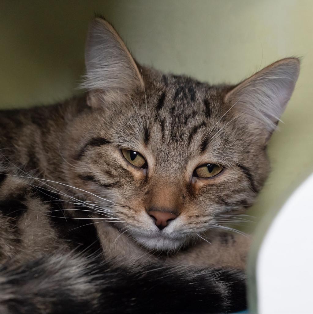 Beaver, an adoptable Domestic Short Hair in McKean, PA, 16426 | Photo Image 5