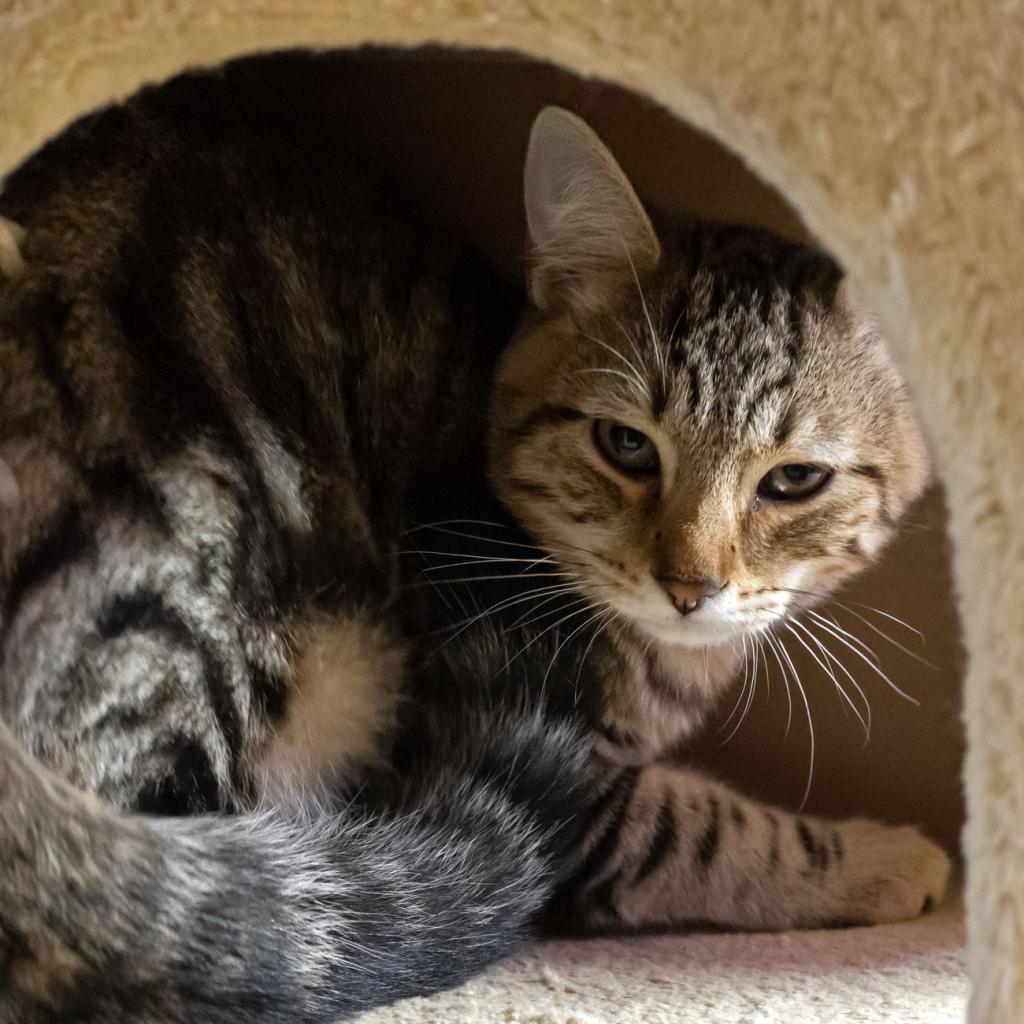 Beaver, an adoptable Domestic Short Hair in McKean, PA, 16426 | Photo Image 6
