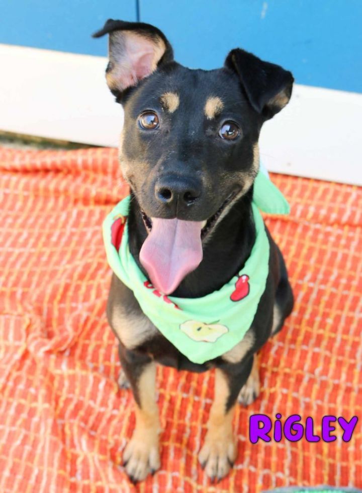 Rigley in NH! Come Meet our Adoptable Pups 9/9 from 12-3!, an adoptable Shepherd & Hound Mix in Manchester, NH_image-1