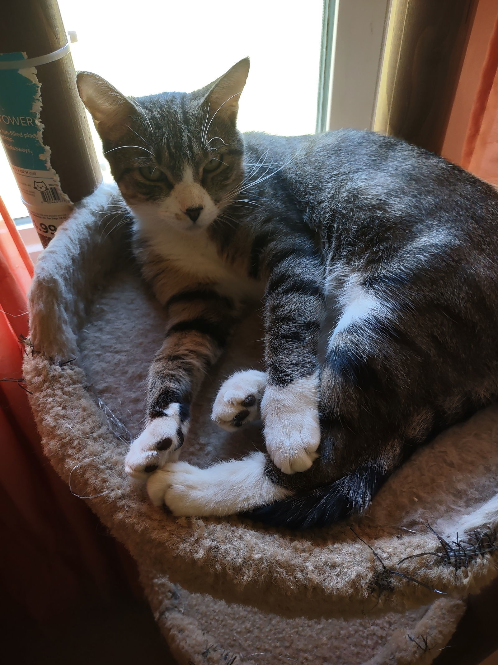 Hope, an adoptable Domestic Short Hair in Sumter, SC, 29150 | Photo Image 1