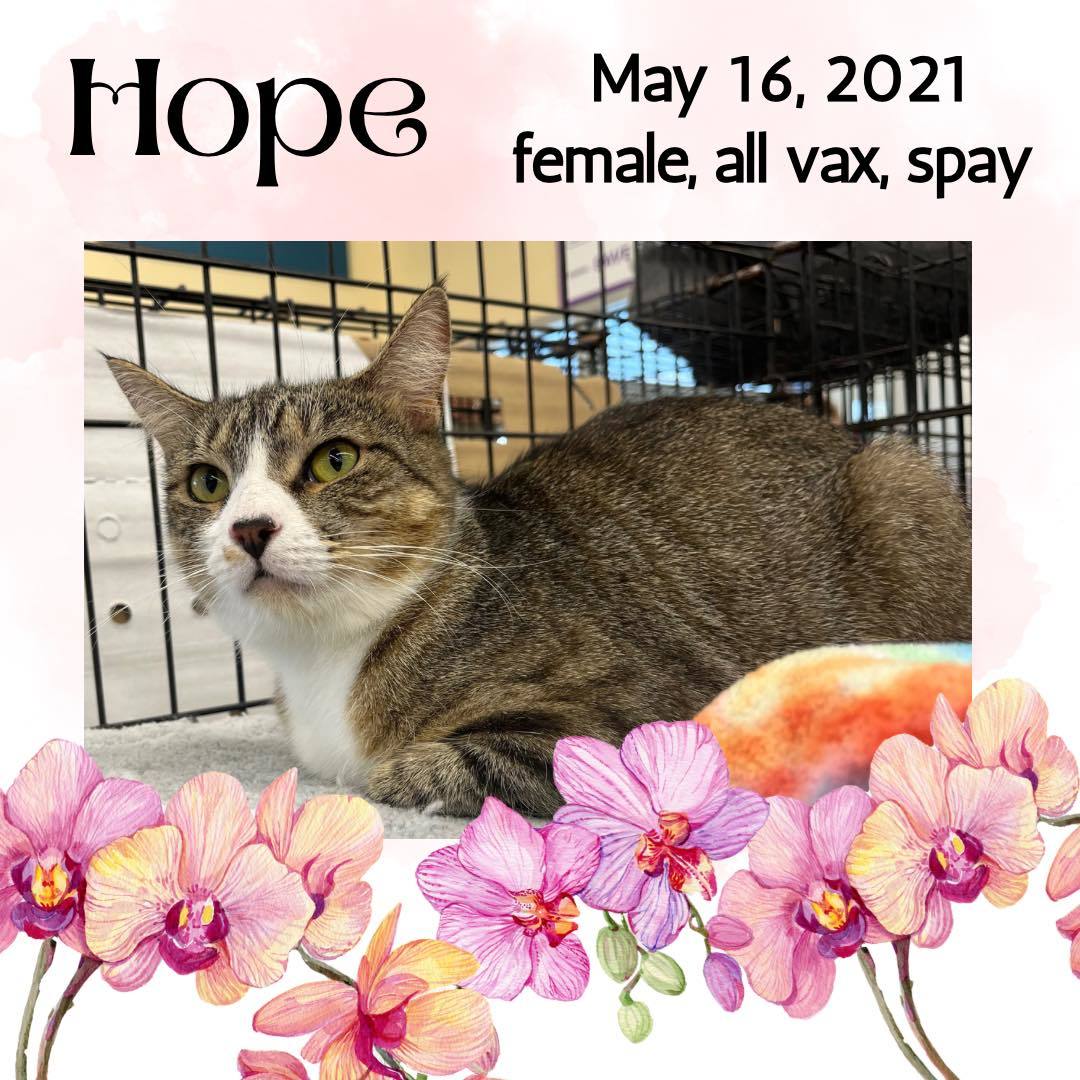 Hope, an adoptable Domestic Short Hair in Sumter, SC, 29150 | Photo Image 2