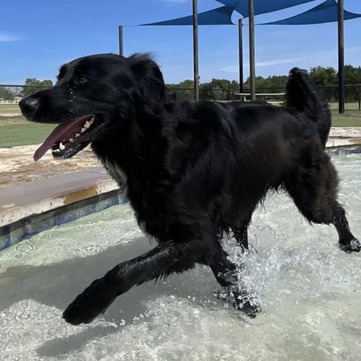 Petfinder flat shop coated retriever