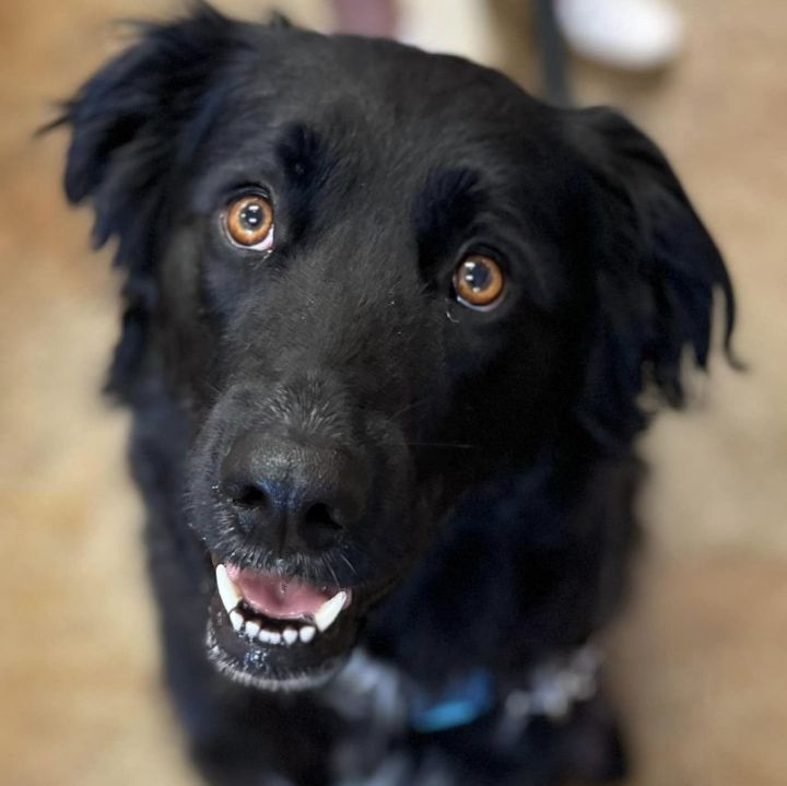 Flat coated retriever hot sale german shepherd mix