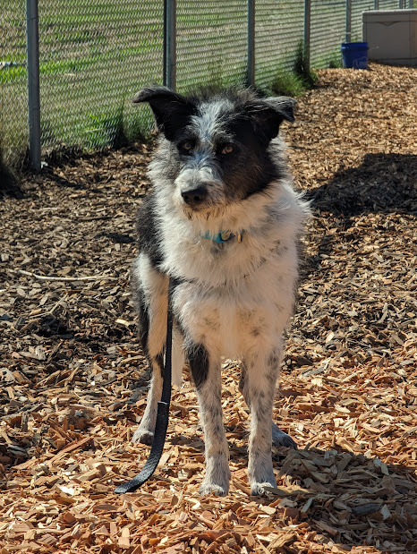 Koda, an adoptable Border Collie & Poodle Mix in Bellingham, WA_image-1
