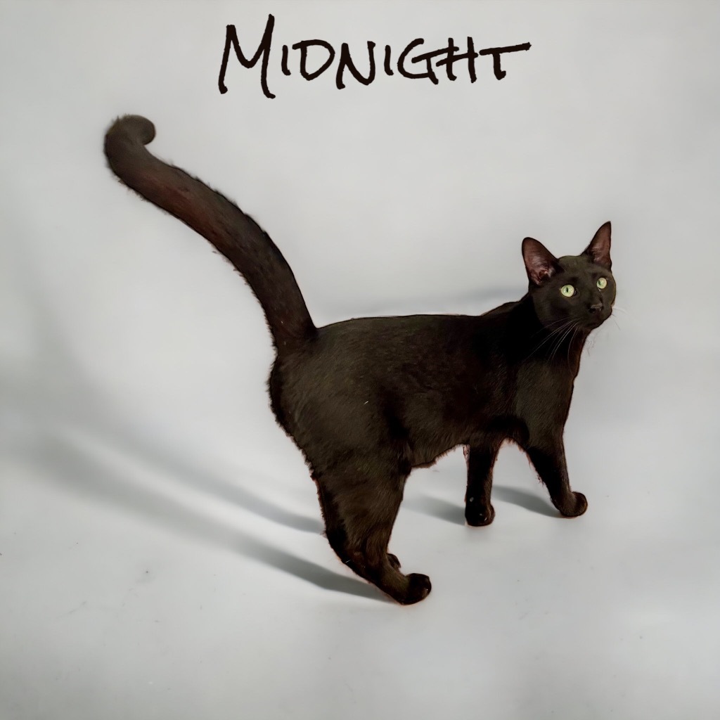 Midnight, an adoptable Domestic Short Hair in Nashville, GA, 31639 | Photo Image 1