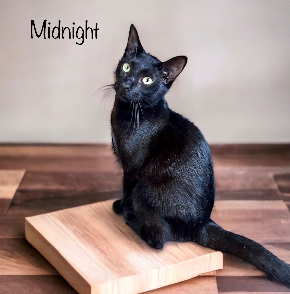 Midnight, an adoptable Domestic Short Hair in Nashville, GA, 31639 | Photo Image 2