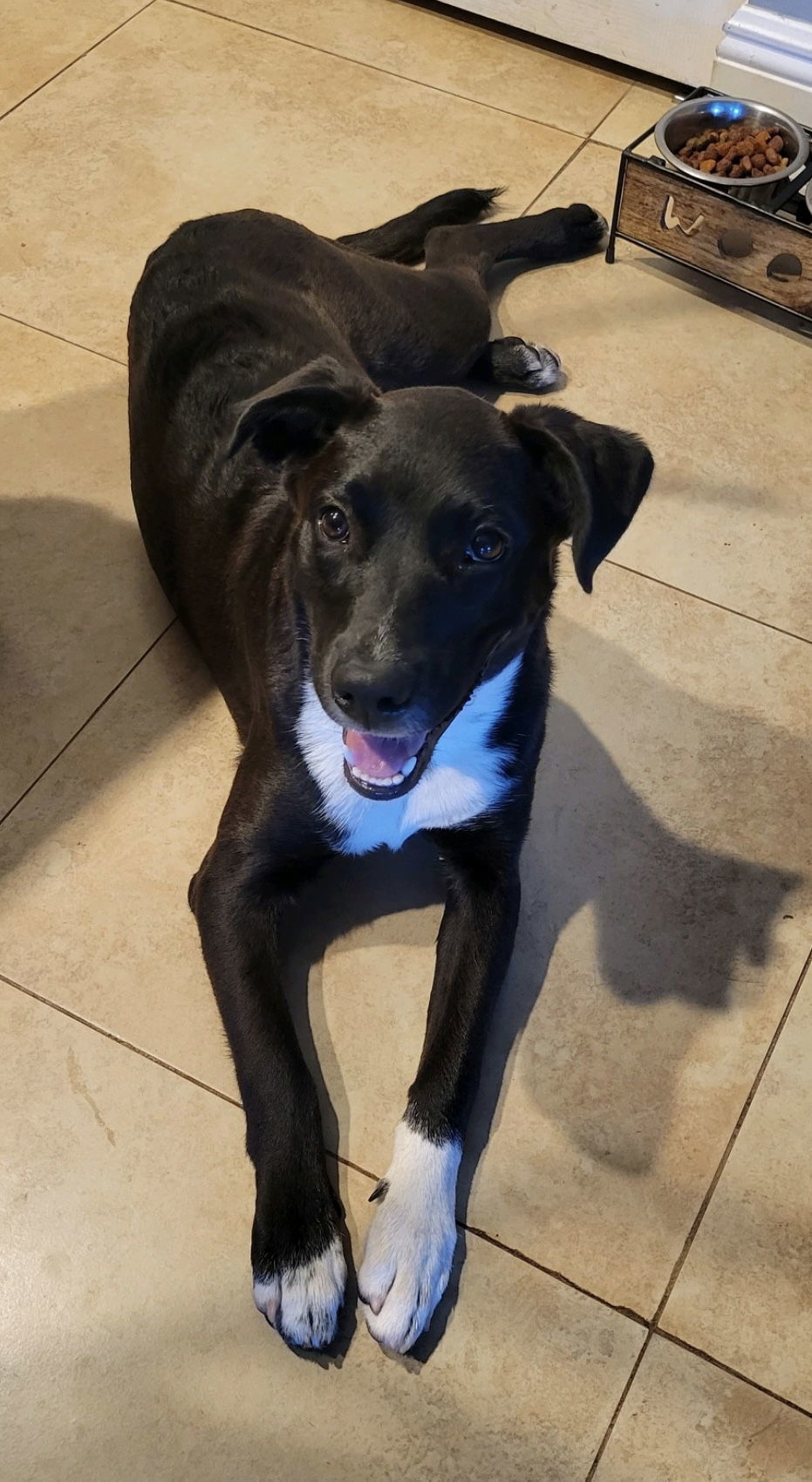 Piper