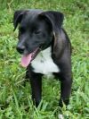 Piper photo 2