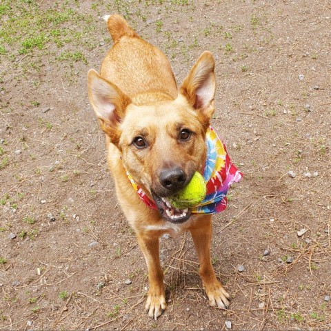 Finley, an adoptable Australian Cattle Dog / Blue Heeler in Incline Village, NV, 89451 | Photo Image 1