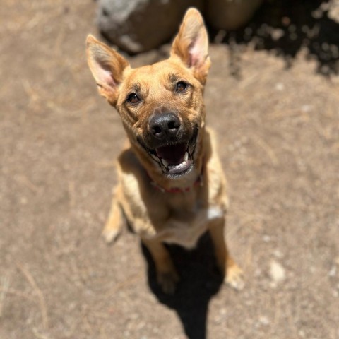 Finley, an adoptable Australian Cattle Dog / Blue Heeler in Incline Village, NV, 89451 | Photo Image 1