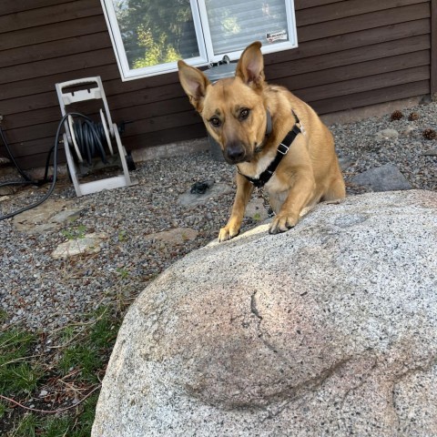 Finley, an adoptable Australian Cattle Dog / Blue Heeler in Incline Village, NV, 89451 | Photo Image 2