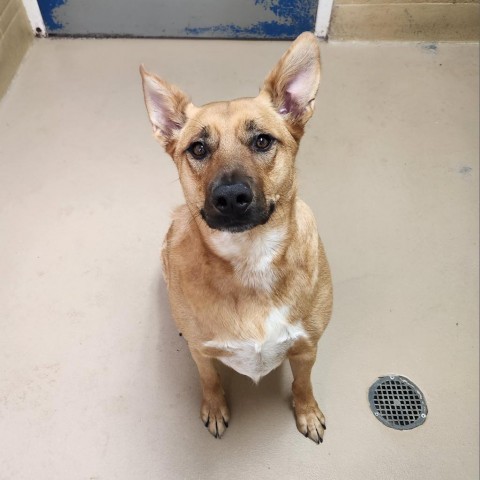 Finley, an adoptable Australian Cattle Dog / Blue Heeler in Incline Village, NV, 89451 | Photo Image 3