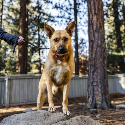 Finley, an adoptable Australian Cattle Dog / Blue Heeler in Incline Village, NV, 89451 | Photo Image 4