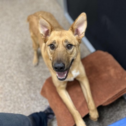 Finley, an adoptable Australian Cattle Dog / Blue Heeler in Incline Village, NV, 89451 | Photo Image 5