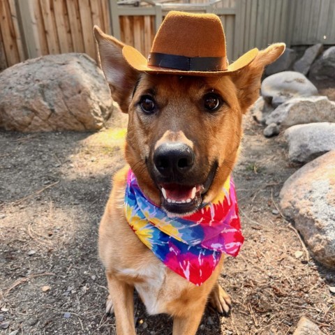 Finley, an adoptable Australian Cattle Dog / Blue Heeler in Incline Village, NV, 89451 | Photo Image 6