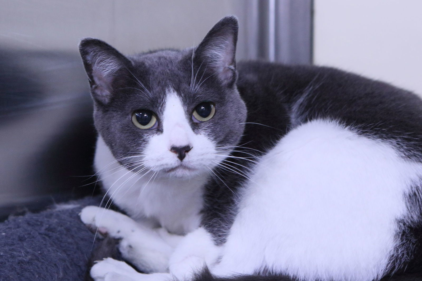 Javvy, an adoptable Domestic Short Hair in Austin, MN, 55912 | Photo Image 1