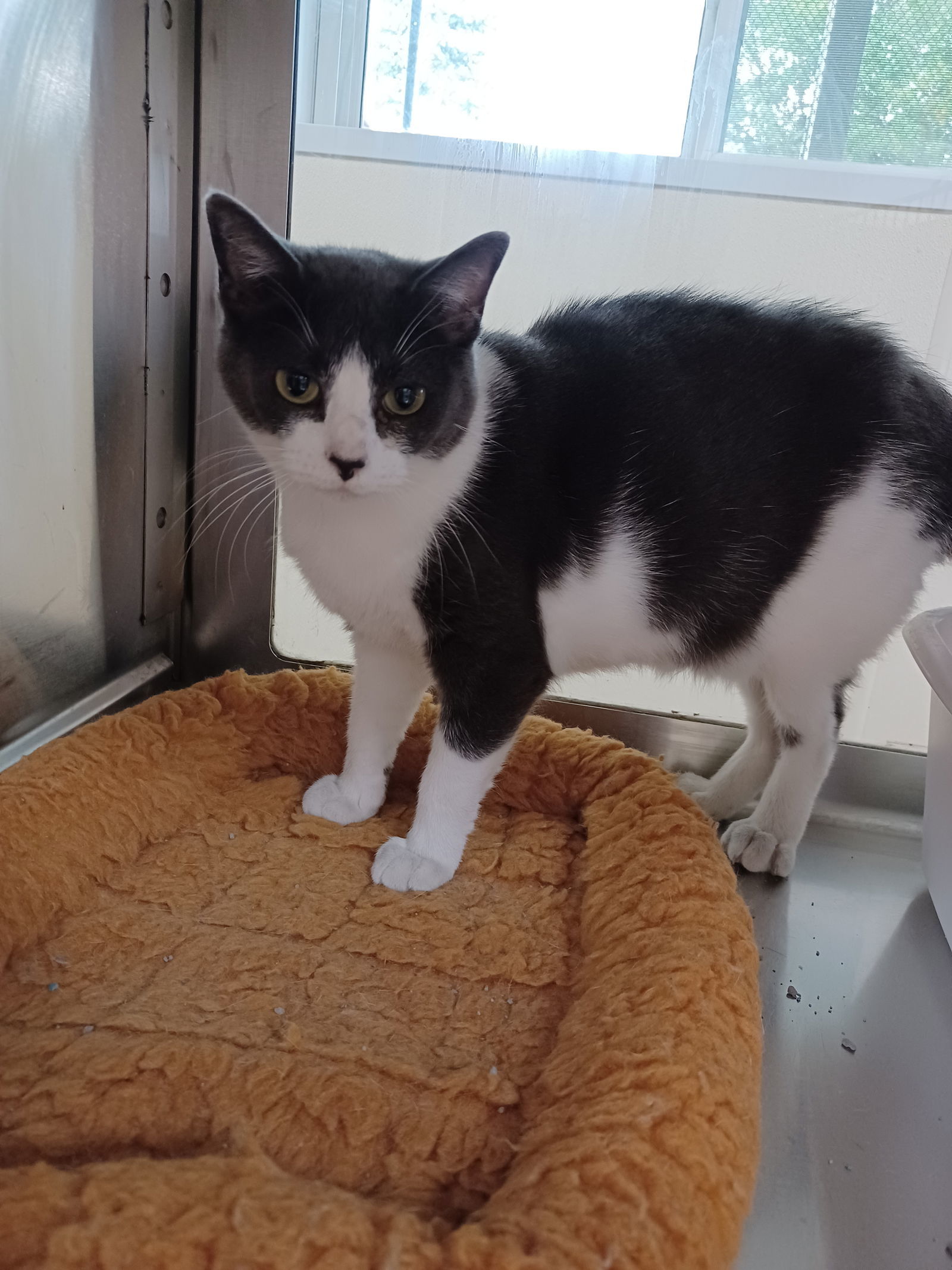 Javvy, an adoptable Domestic Short Hair in Austin, MN, 55912 | Photo Image 2