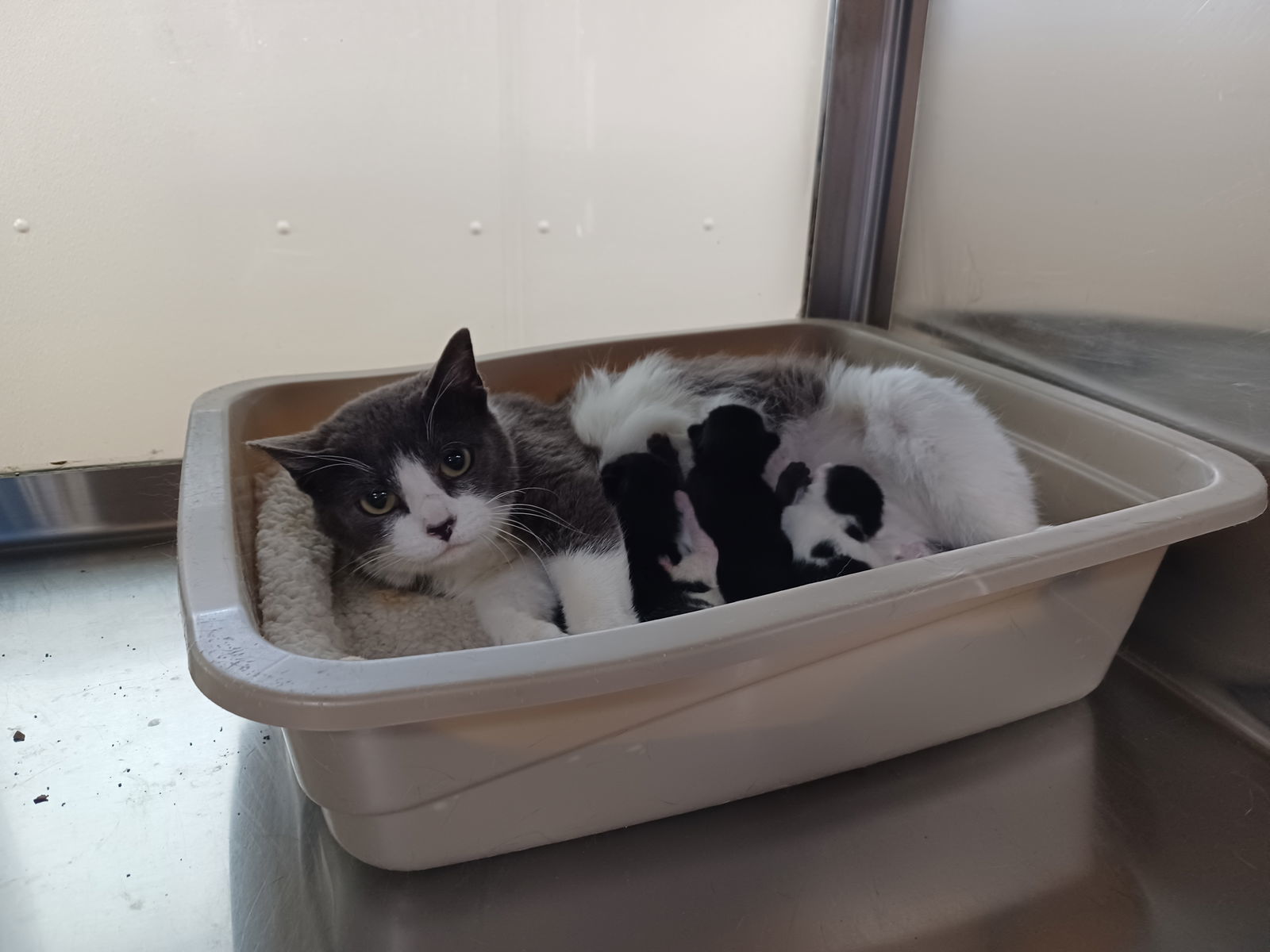 Javvy, an adoptable Domestic Short Hair in Austin, MN, 55912 | Photo Image 3