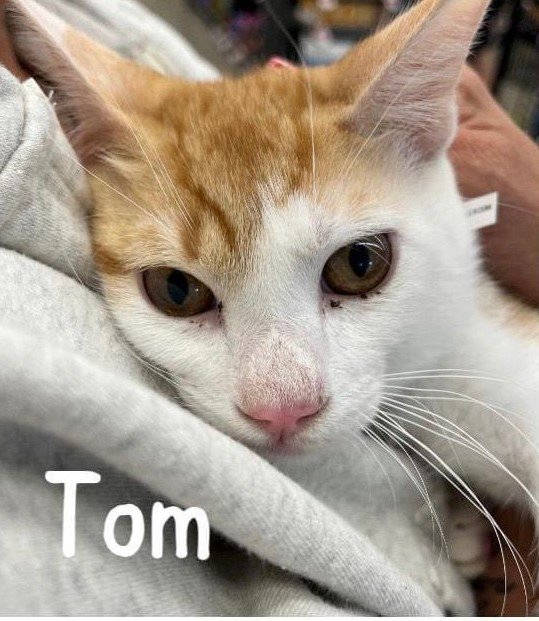 Tom, an adoptable Domestic Short Hair Mix in Spring Lake, NJ_image-2