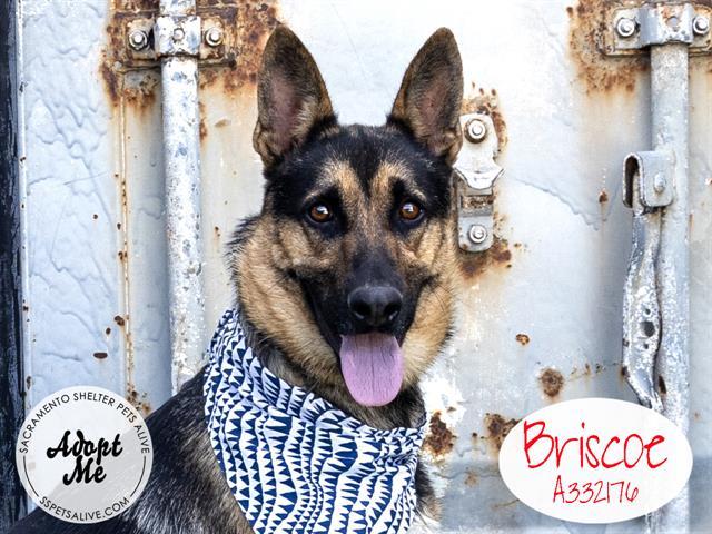 BRISCOE 1