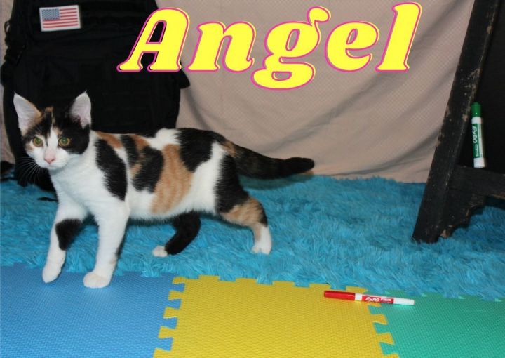 Angel 1