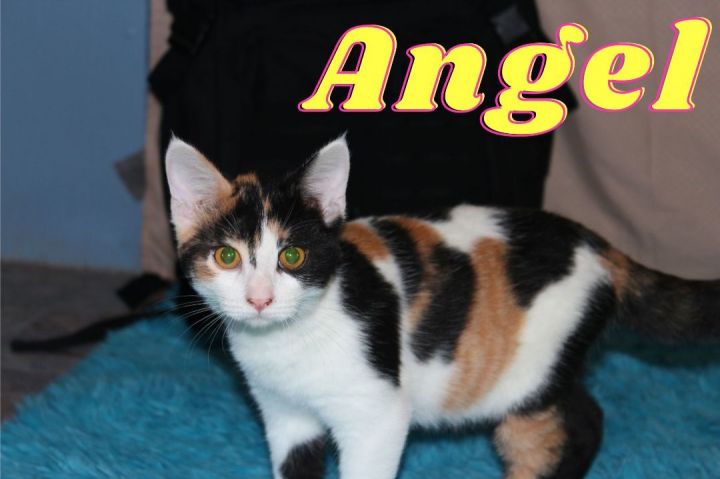 Angel, an adoptable Calico in Tipton, IA_image-2