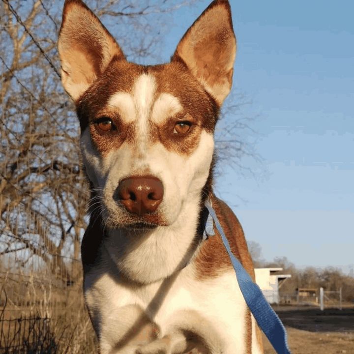Mullen JuM, an adoptable Siberian Husky Mix in St Charles, MO_image-1
