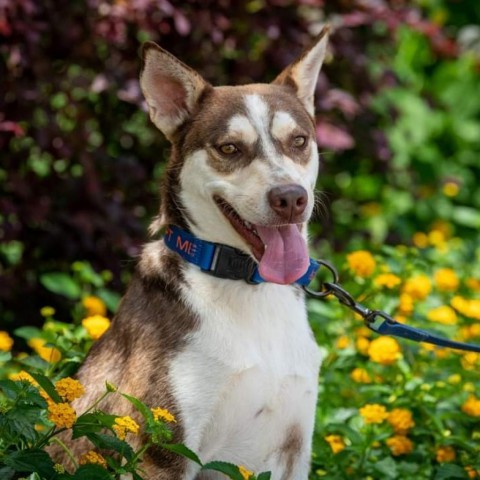 Mullen JuM, an adoptable Siberian Husky Mix in St Charles, MO_image-2