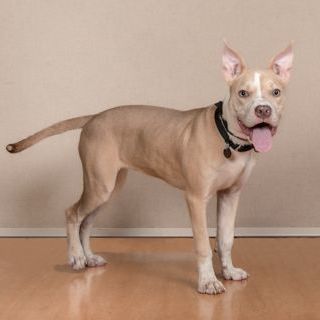 Peaches, an adopted Mixed Breed in Chicago, IL_image-4