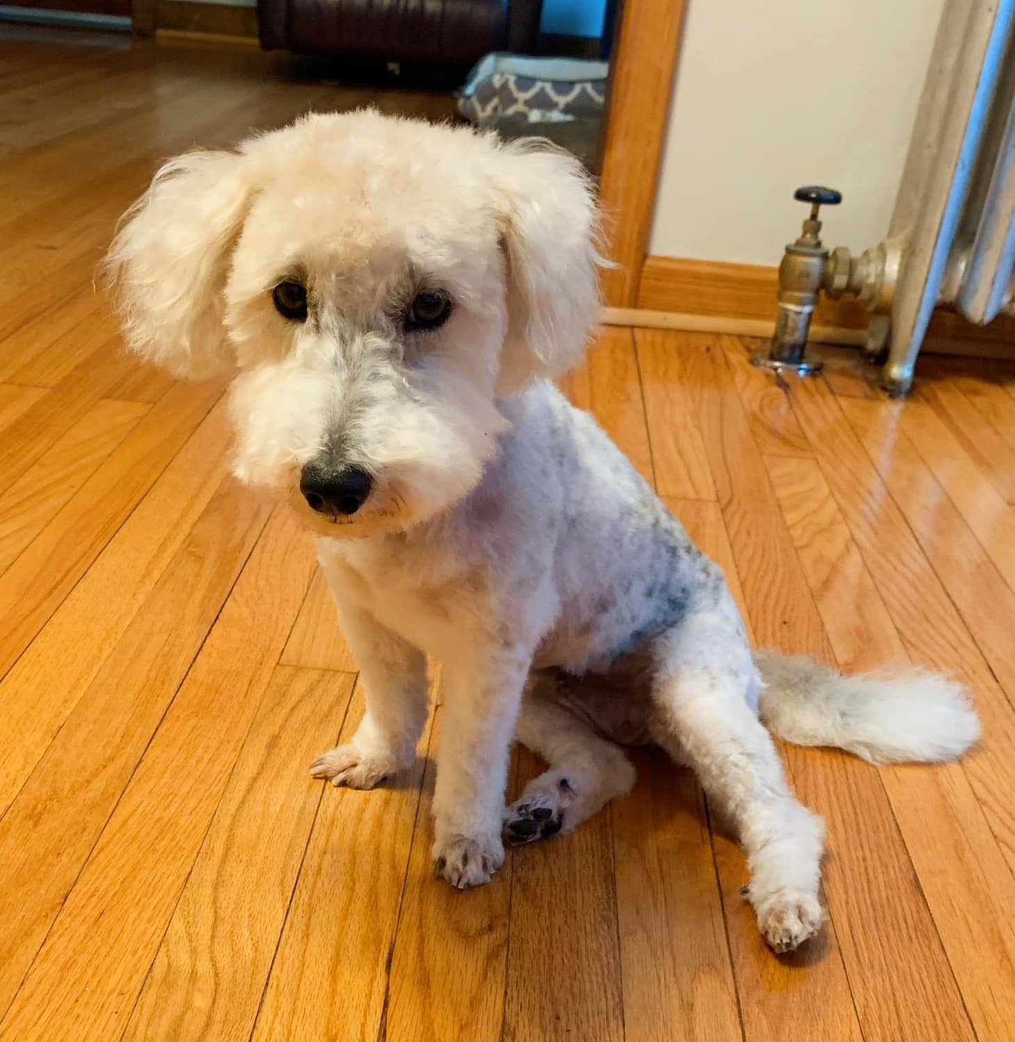 Baby Girl (TX), an adoptable Poodle in New York, NY, 10075 | Photo Image 1