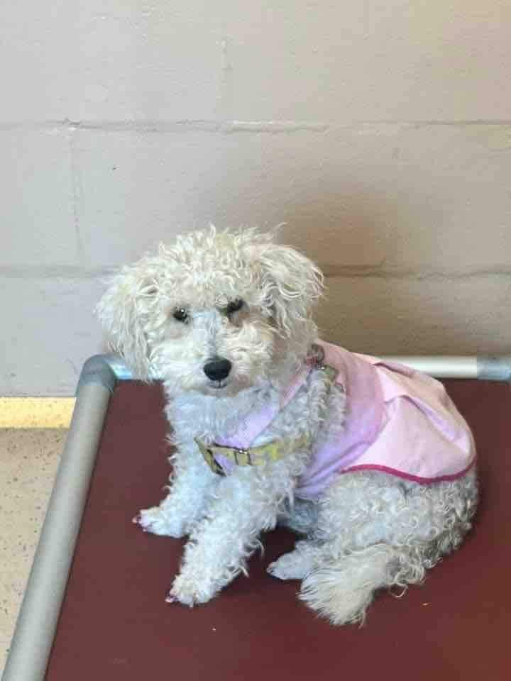 Baby Girl (TX), an adoptable Poodle in New York, NY, 10075 | Photo Image 3