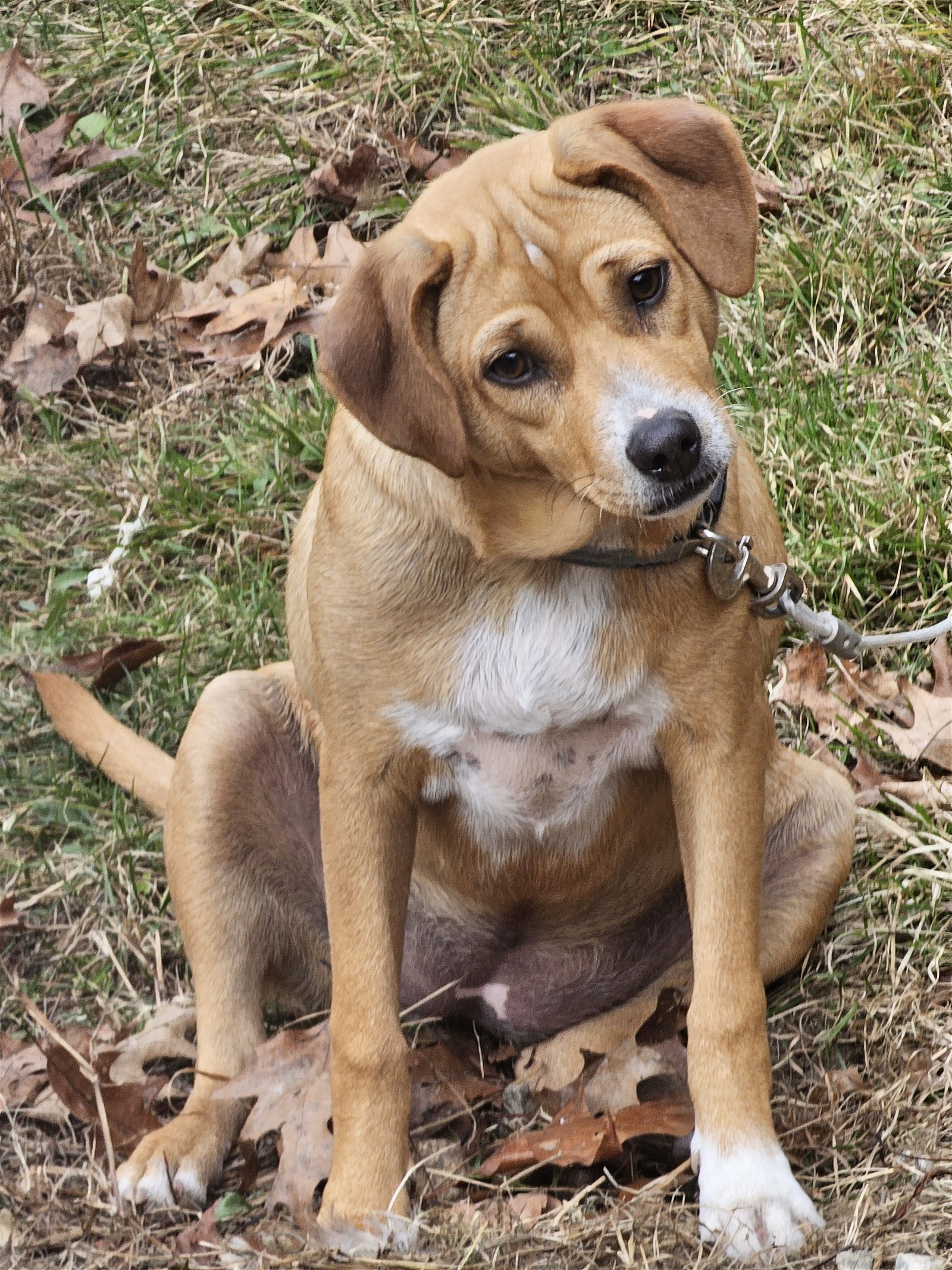 Dog for adoption Gogglespartial adopt fee!, an Australian Shepherd & Beagle Mix in Croydon
