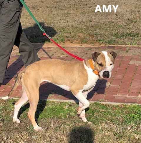 Amy