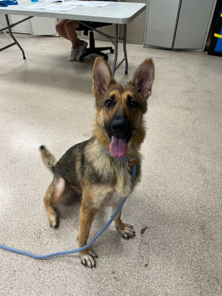 Dog for adoption Jill, a German Shepherd Dog Mix in Teterboro, NJ