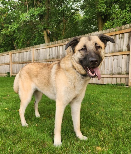 Lady Catherine, an adoptable Shepherd, Mixed Breed in West Allis, WI, 53214 | Photo Image 1