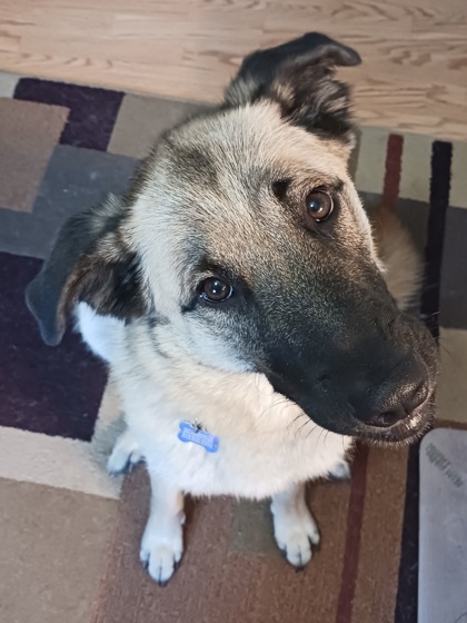 Lady Catherine, an adoptable Shepherd, Mixed Breed in West Allis, WI, 53214 | Photo Image 1