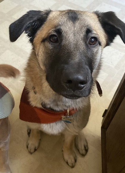 Lady Catherine, an adoptable Shepherd, Mixed Breed in West Allis, WI, 53214 | Photo Image 2