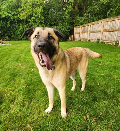 Lady Catherine, an adoptable Shepherd, Mixed Breed in West Allis, WI, 53214 | Photo Image 2