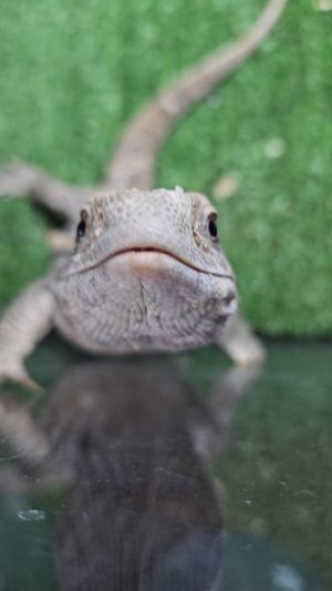 Lizard adoption hot sale near me