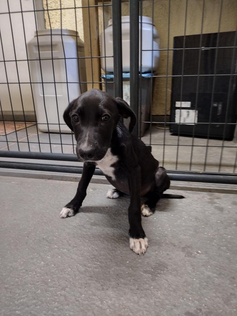 Sara, an adoptable Labrador Retriever in Ruston, LA, 71270 | Photo Image 2