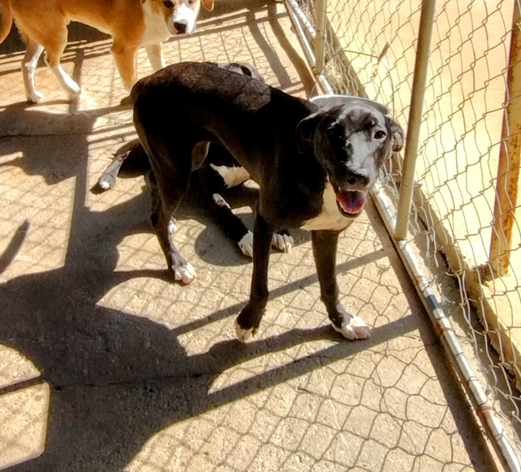 Sara, an adoptable Labrador Retriever in Ruston, LA, 71270 | Photo Image 3