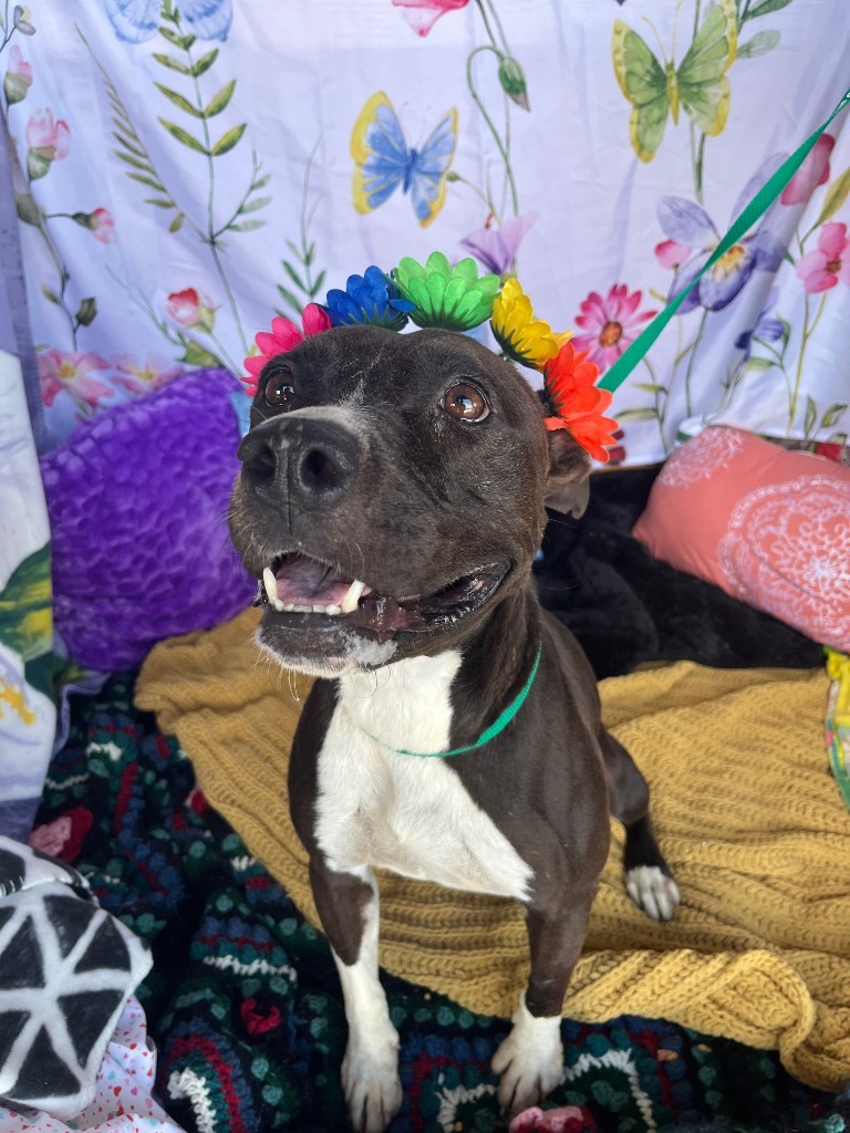 H302, an adoptable Terrier in Mullins, SC, 29574 | Photo Image 1