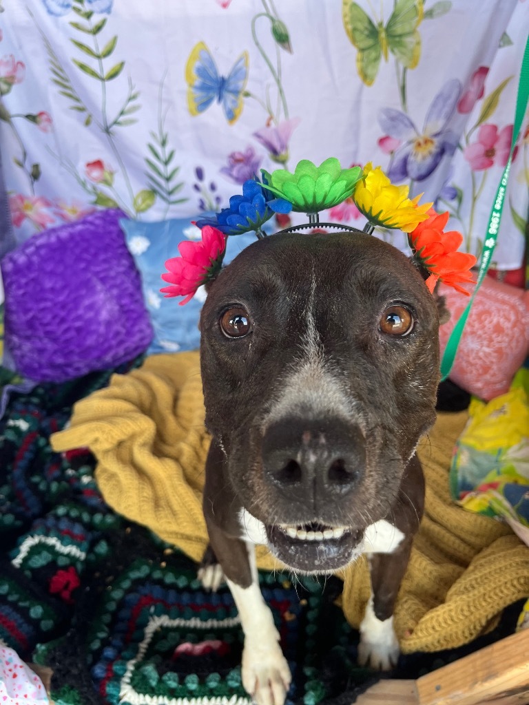 H302, an adoptable Terrier in Mullins, SC, 29574 | Photo Image 2