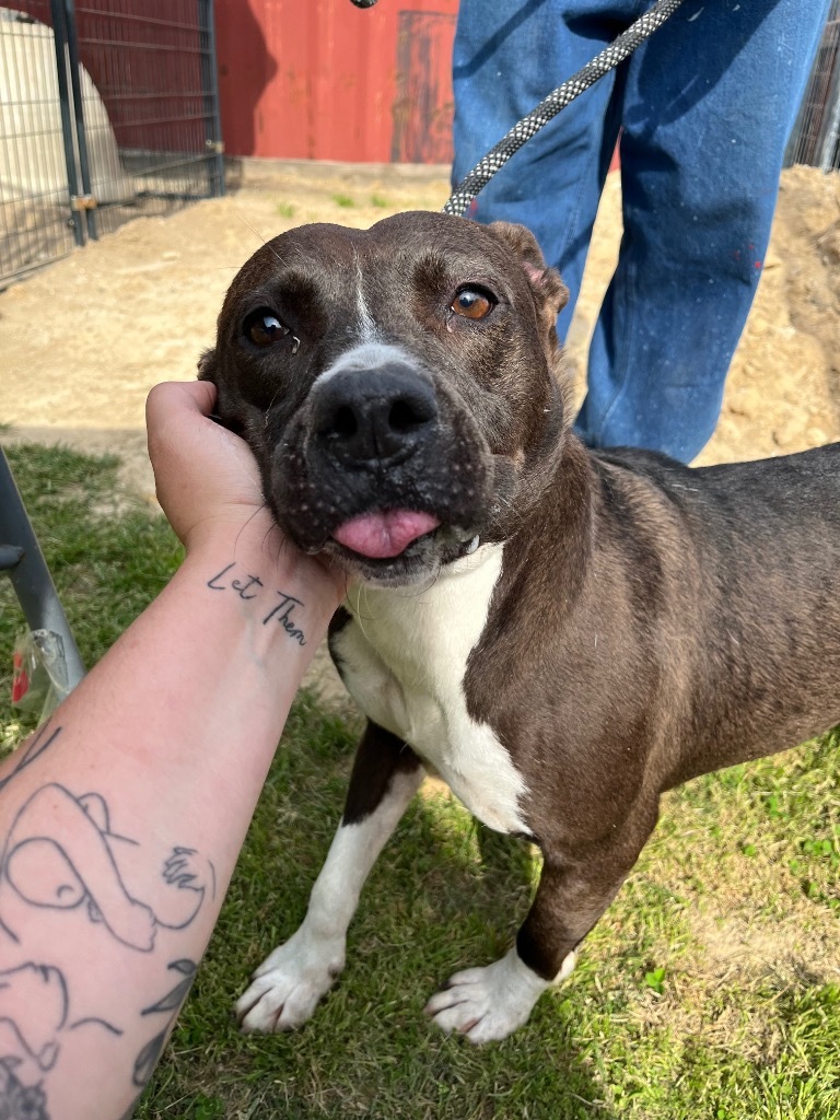 H302, an adoptable Terrier in Mullins, SC, 29574 | Photo Image 3