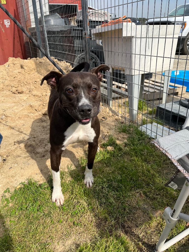 H302, an adoptable Terrier in Mullins, SC, 29574 | Photo Image 4